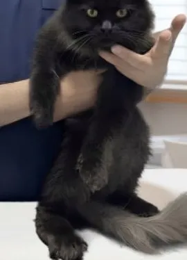 A black long-haired cat held on a clinic table