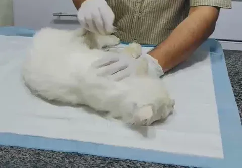 Gloved hands gently examining a white cat on a clinic table