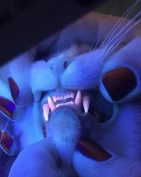 A vet checking a cat’s teeth under blue light