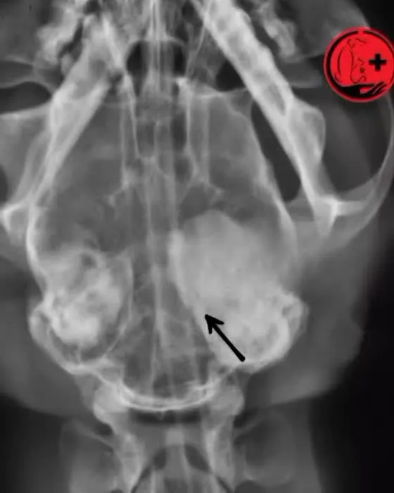 An X-ray of a pet with an arrow marking the area of interest