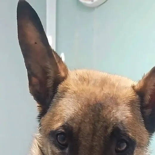 A close-up of a dog with tall ears