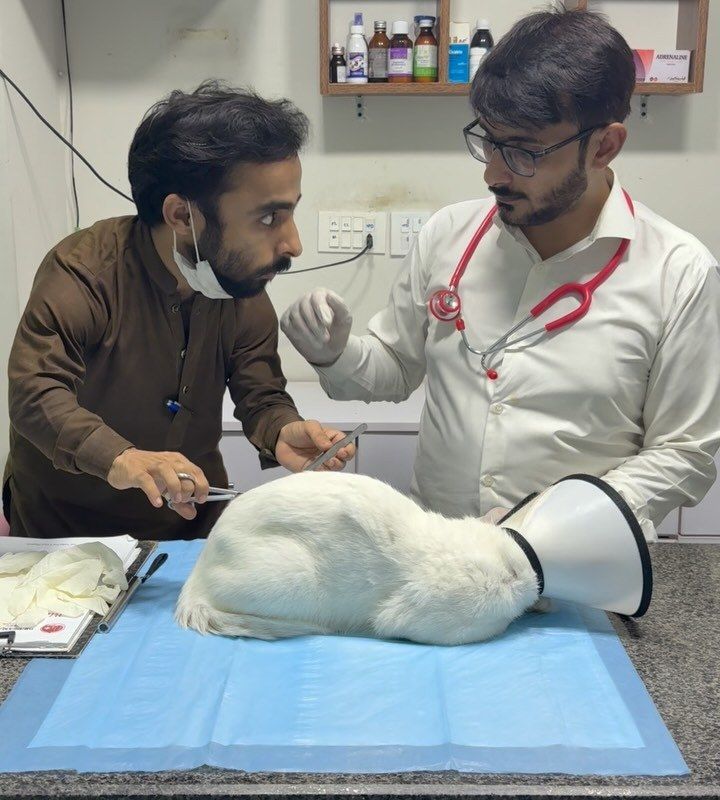 A white cat in a recovery cone being examined on a table at Petchester Animal Clinic