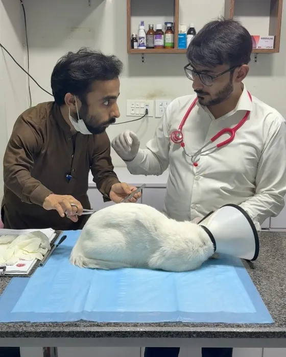 Two people examining a white cat in a recovery cone on a clinic table