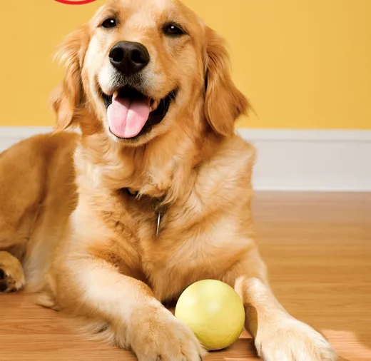 A golden retriever lying on a wooden floor with a ball