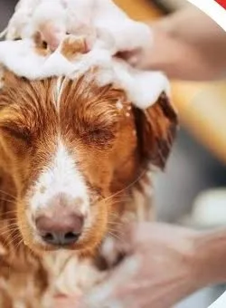 A brown and white dog covered in shampoo during a bath