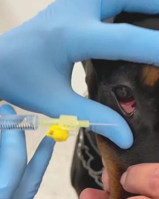 A gloved hand holding a needle at the neck of a dog