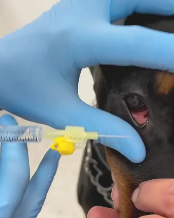 A gloved hand holding a needle at the neck of a dog