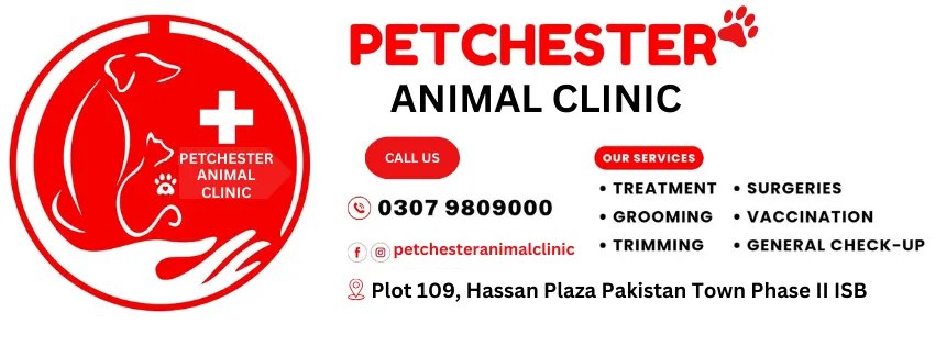 Petchester Animal Clinic services: treatment, surgeries, grooming, vaccination, trimming and general check-ups. Call 0307 9809000. Plot 109, Hassan Plaza, Pakistan Town, Phase 2, Islamabad.