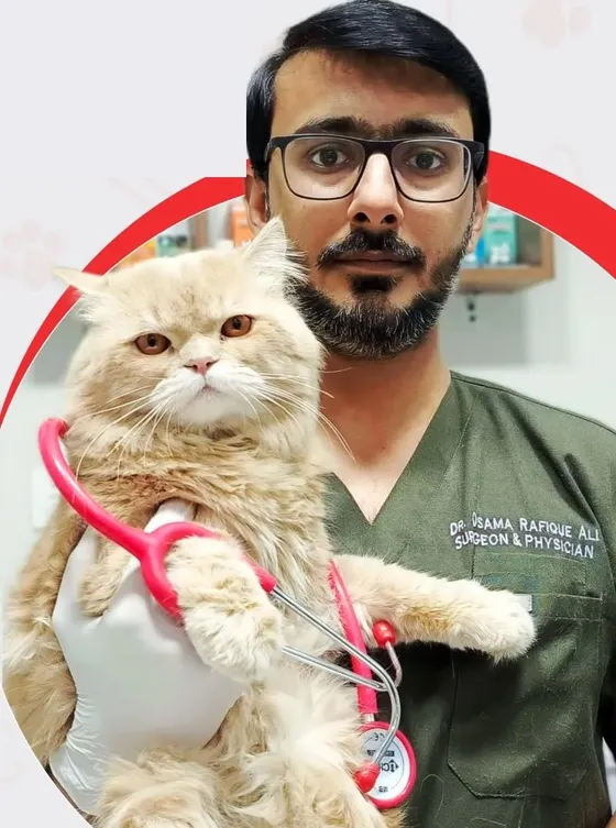 A Petchester Animal Clinic vet holding a cream long-haired cat, with a stethoscope